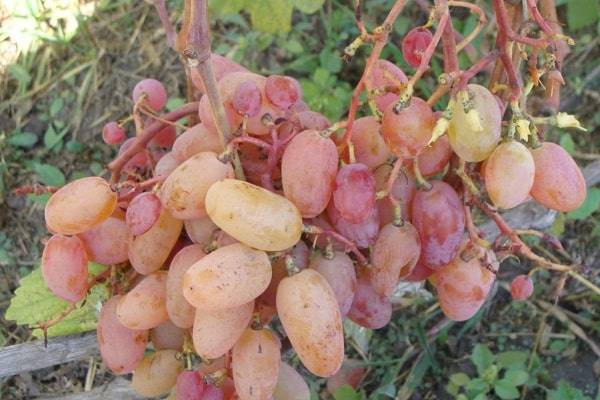 Виноград рубин голодриги: характеристика и описание сорта, посадка и уход
