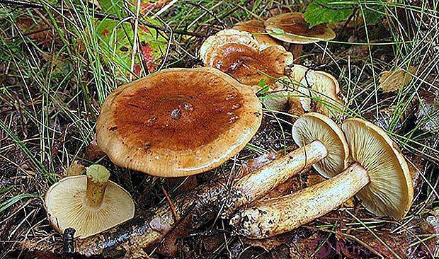 Рядовка бело-коричневая: съедобная или нет, фото и описание гриба tricholoma albobrunneum