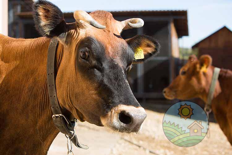 Корова – описание, породы, размножение, кормление