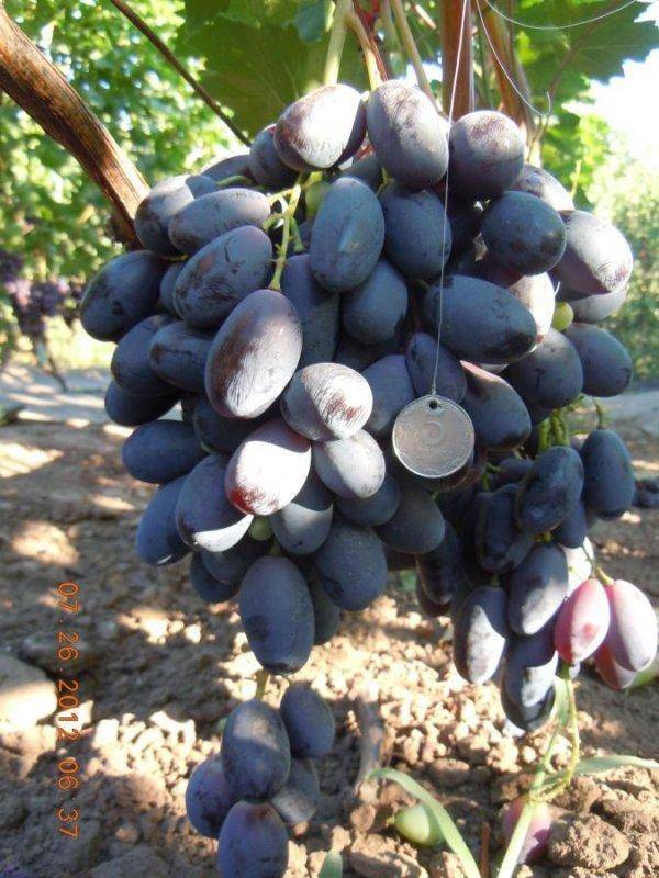 Виноград велика: крупноплодный болгарский сорт с интересной историей