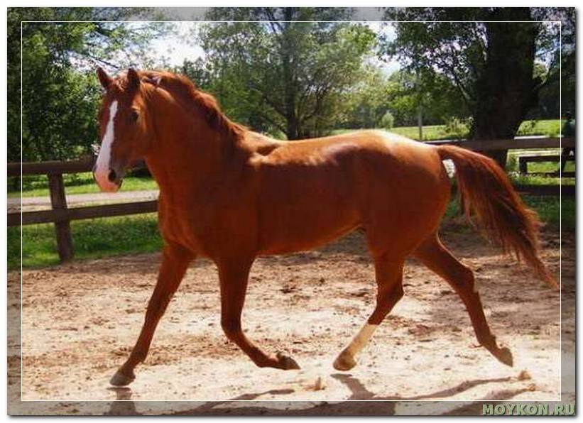 Буденновская порода лошадей: фото и видео, характер, разведение и описание