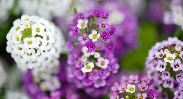 Газонница или лобулярия: посадка и уход в открытом грунте, фото ярких цветов с разнообразными оттенками