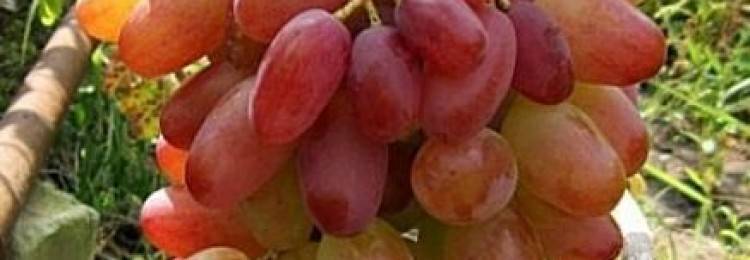 Виноградные гибриды крайнова и его главный подарок — сорт «виктор»