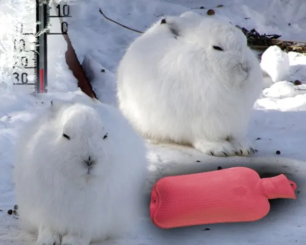 Содержание кроликов зимой на улице - декоративные кролики