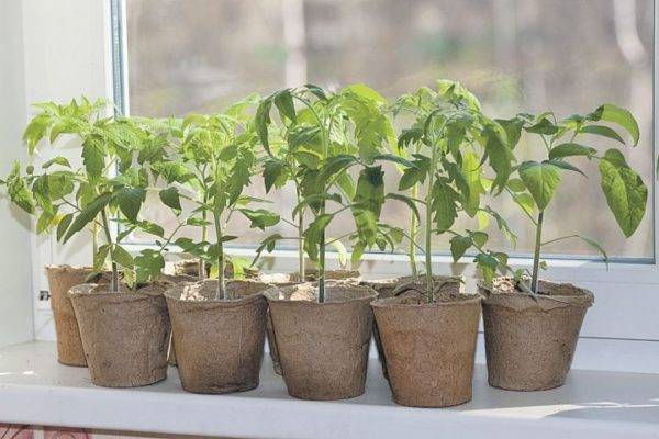 Благоприятные дни для посадки томатов в марте 2021 года