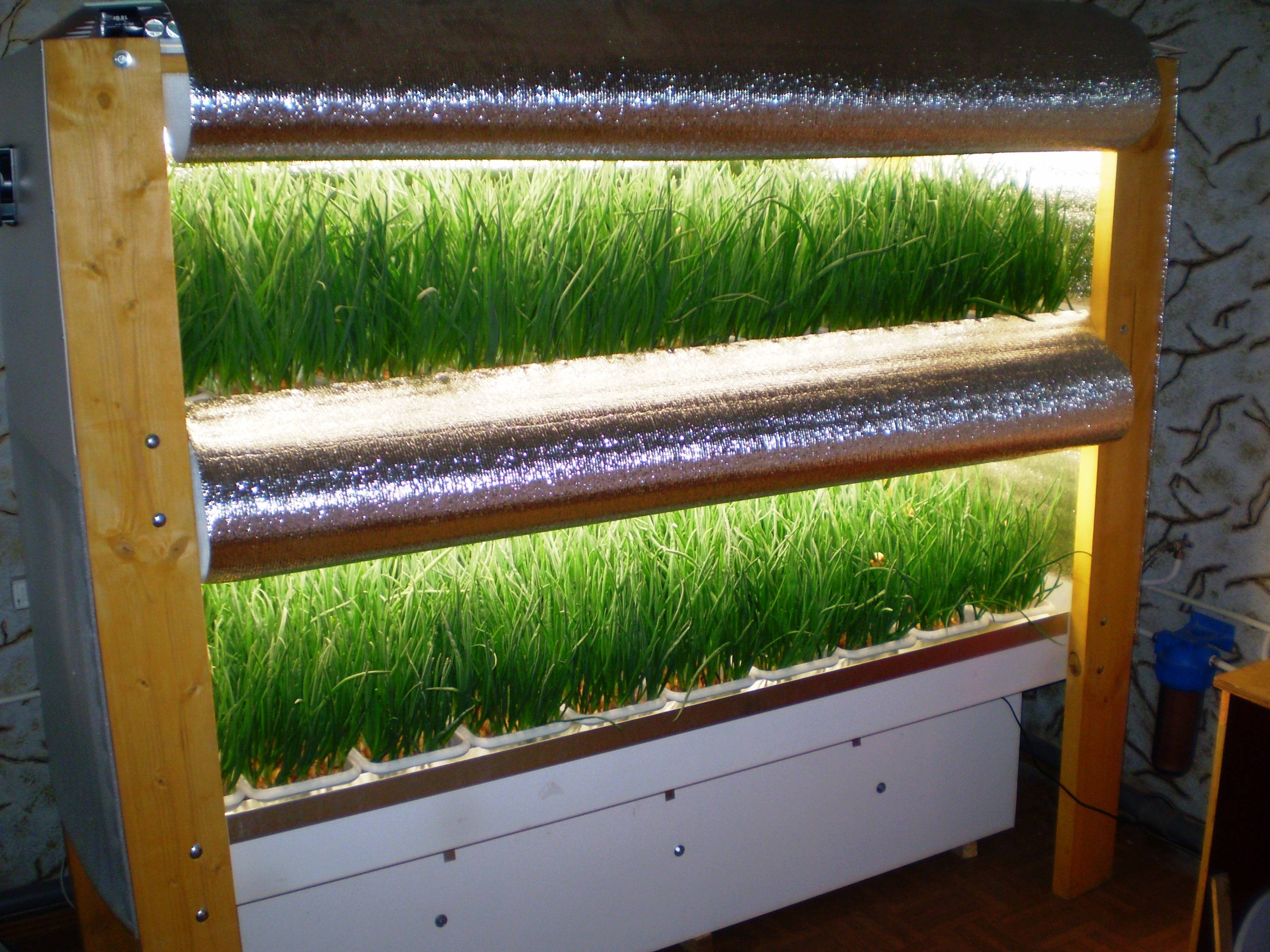 Выращивание зелени на гидропонике в домашних условиях