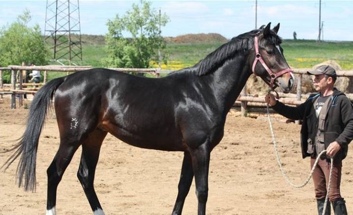 Тракененская порода лошадей: характеристика и описание с фото