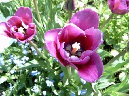 Когда выкапывать тюльпаны после цветения в открытом грунт, в регионах фото видео