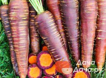 Морковь фиолетовая: что это такое, как использовали раньше, почему оранжевый корнеплод изначально был получен из этого вида, а также сорта и выращивание русский фермер
