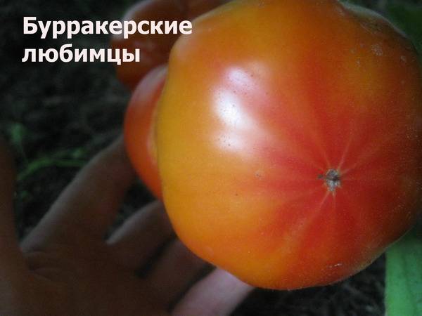 Характеристика сорта томатов бурракерские любимцы - агро журнал dachnye-fei.ru