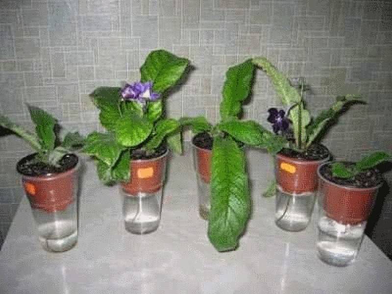 О изготовлении капельного полива для комнатных растений, домашних цветов