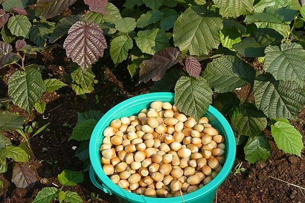 Как растет фундук (орешник): как посадить из ореха, когда цветет - орех эксперт