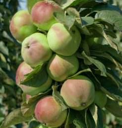 Описание сорта колоновидной яблони есения, преимущества и недостатки, как собирать и хранить урожай