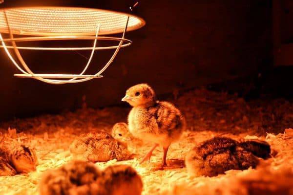 Инфракрасная лампа для обогрева цыплят, помещения