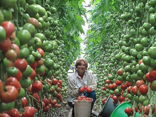 ✅ рапунцель: описание сорта томата, характеристики помидоров, выращивание - tehnomir32.ru