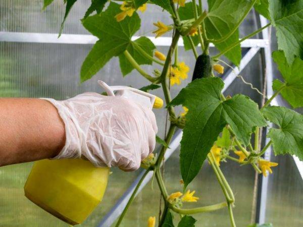 Фитоверм для комнатных растений — как разводить и применять?