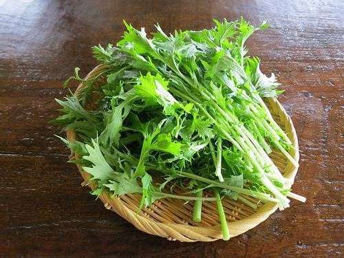 Мизуна – экзотическая японская листовая капуста. внешний вид растения, правила выращивания, плюсы, минусы