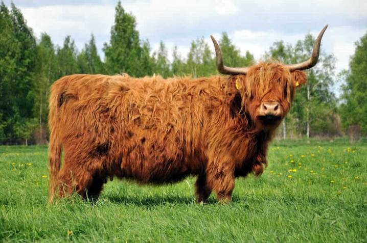 Редкие и необычные породы коров - описание, фото и видео | россельхоз.рф