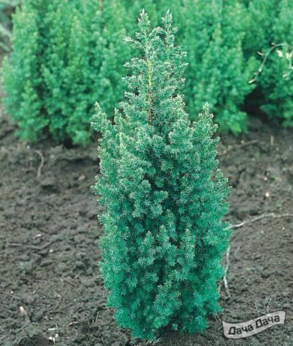 Можжевельник обыкновенный хорстманн (juniperus communis horstmann)