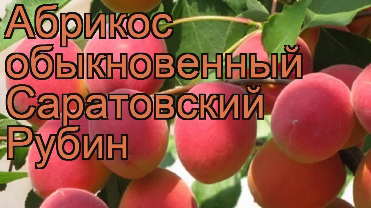 Саратовский рубин - абрикос: описание сорта, характеристики, отзывы. обрезка абрикоса
