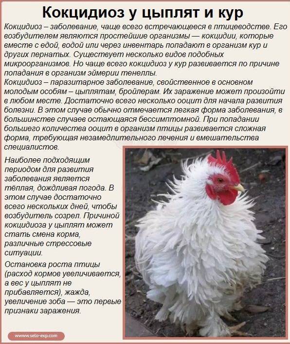 Болезни кур — симптомы, профилактика, лечение. фото — ботаничка.ru