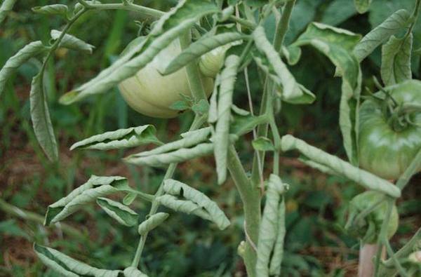 Что предпринять, если закручиваются верхние листья помидоров: причины и устранение проблемы