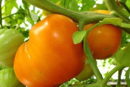 Томат «бычье сердце оранжевое»: томат с высокими вкусовыми качествами и урожайностью русский фермер