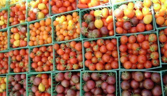 Томаты сорта черри, особенности выращивания, характеристика и описание сорта помидоров