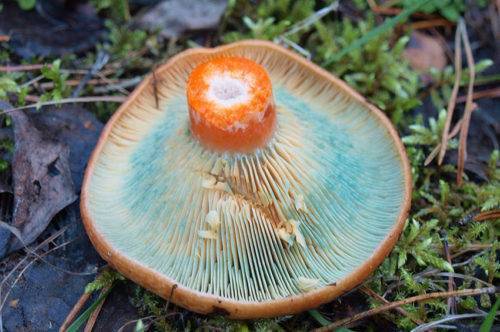 Ложные рыжики: фото, как отличить гриб