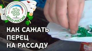 Когда лучше сажать перец на рассаду
