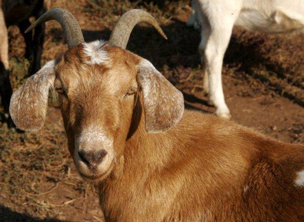 Нубийские козы: описание породы, разведение и содержание