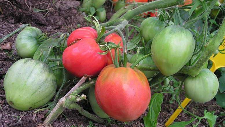 Томат "мазарини": характеристика и описание сорта, рекомендации по выращиванию и фото помидоров русский фермер