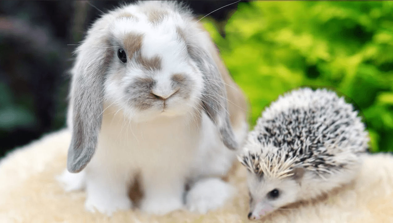 Можно ли кормить кроликов одуванчиками