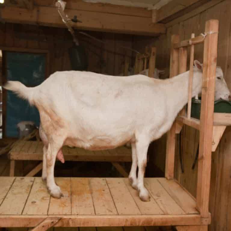 Болезни вымени коз и как их лечить