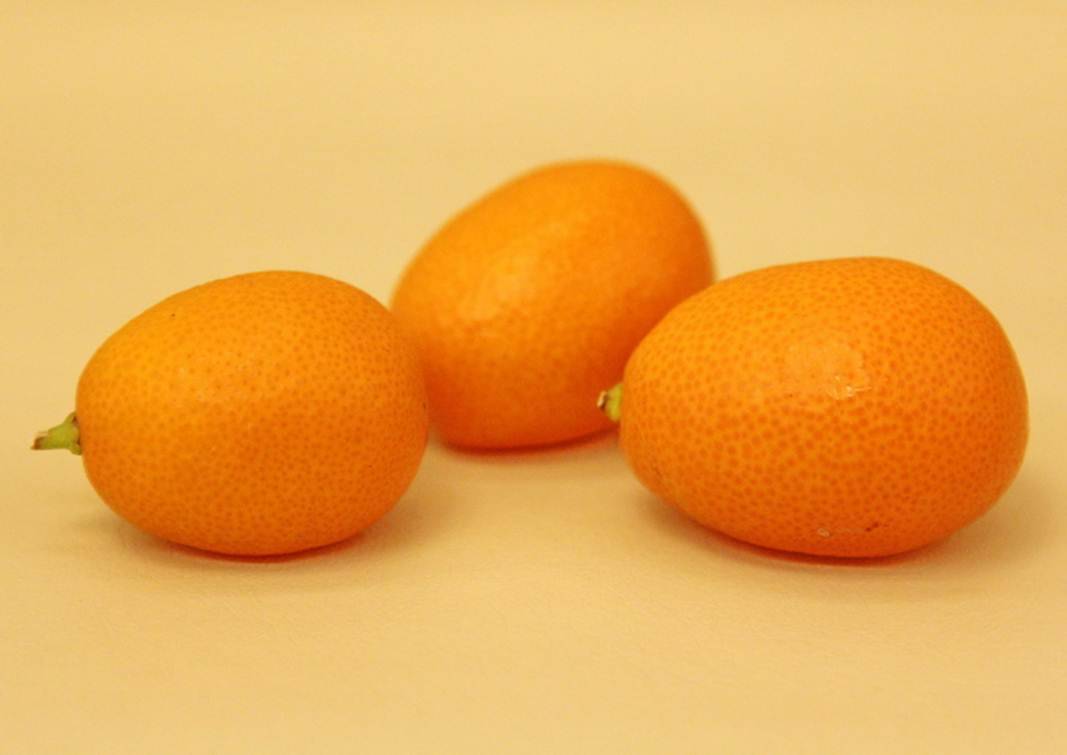 Гибриды цитрусовых: как смешаны апельсин, мандарин,грейпфрут и лимон