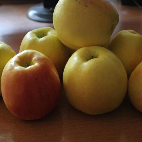 Яблоня голден делишес: описание сорта, фото, отзывы