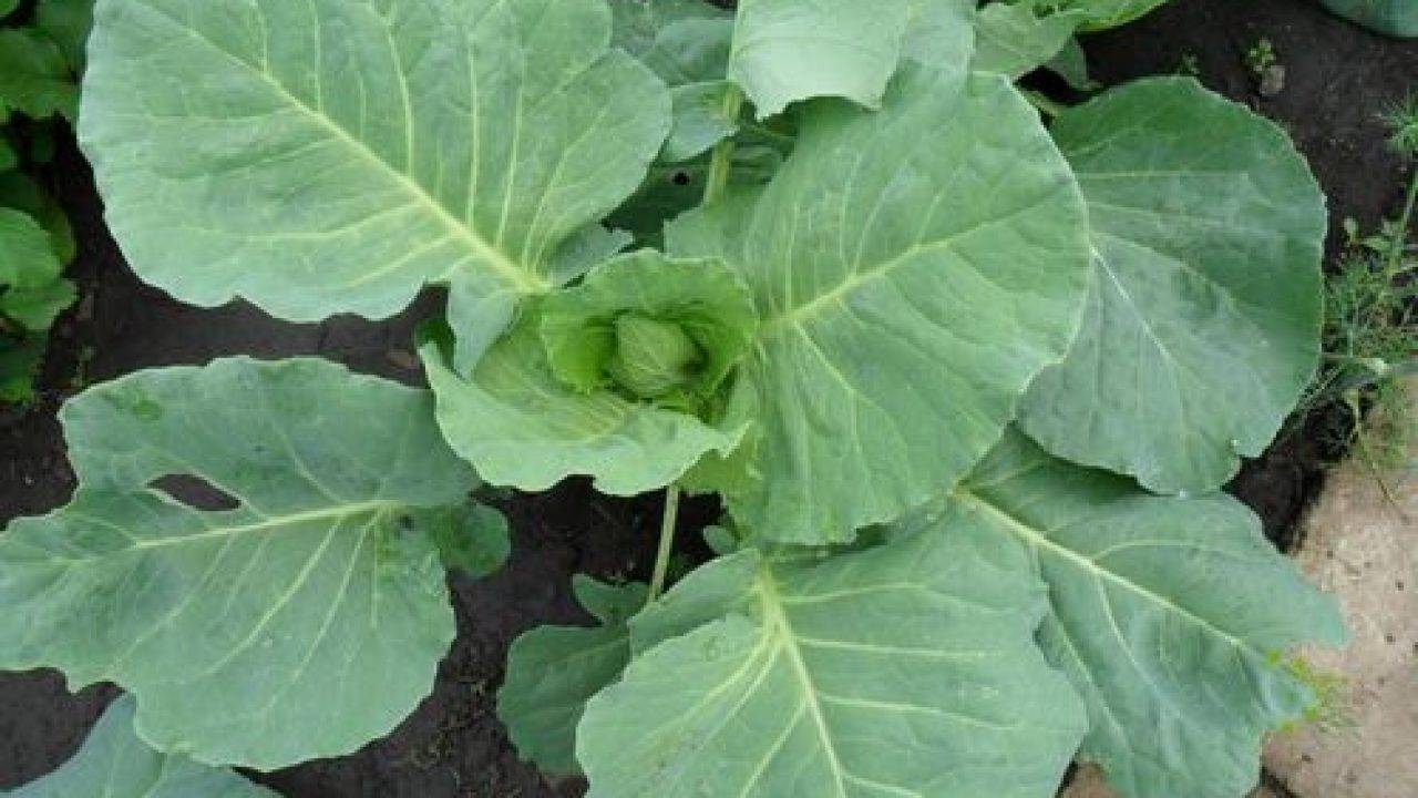 Удобрения для белокочанной капусты - правила применения