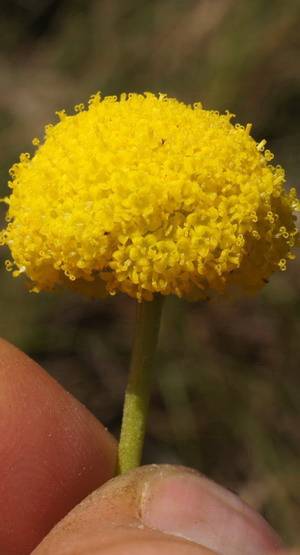 Краспедия цветок. описание, особенности, виды и уход за краспедией