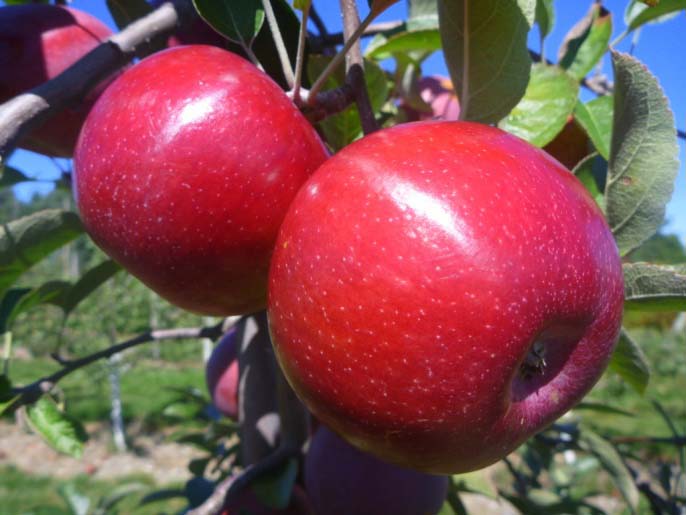 Яблоки фуджи: описание сорта и разновидностей, плодоношение и выращивание