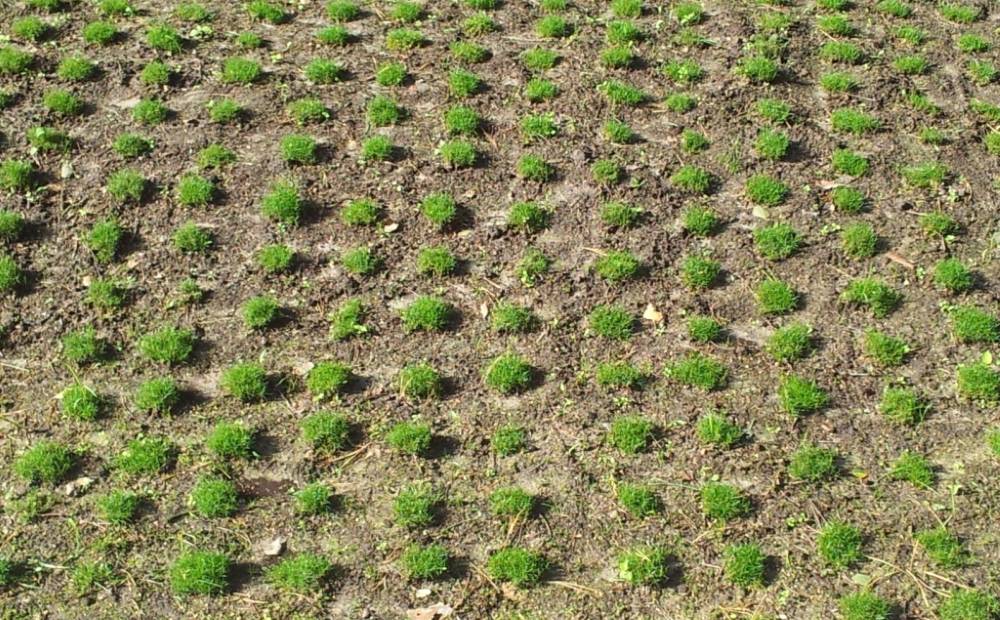 Как выращивать мшанку шиловидную: посадка, размножение и уход за ирландским мхом, устройство газона из мха