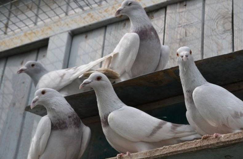 Разведение голубей в домашних условиях для начинающих: правила содержания и ухода