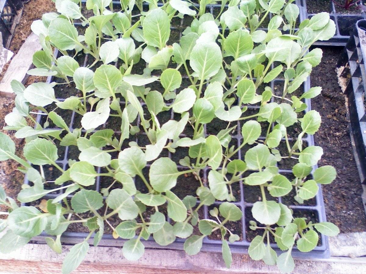 Как вырастить цветную капусту в открытом грунте