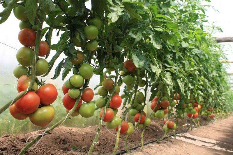 Обрезка листьев у томатов в теплице - моё село