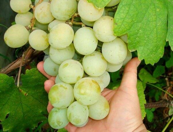 Польза винограда — 10 фактов о его влиянии на организм человека, состав и противопоказания