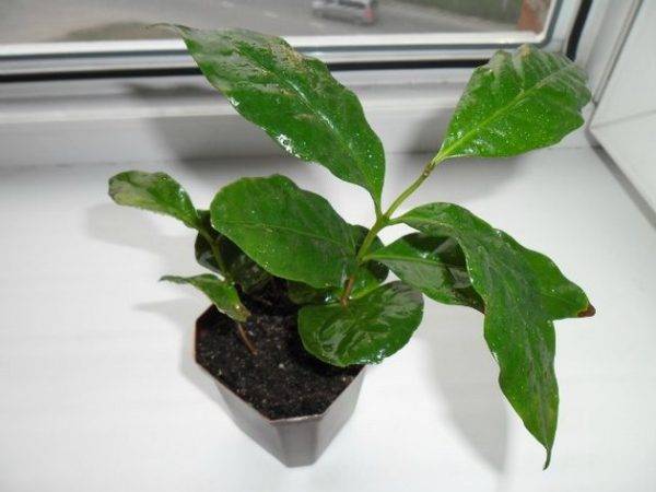 Экзотическое кофейное дерево в домашних условиях: рекомендации цветоводам по выращиванию и уходу, поливу и пересадке растения