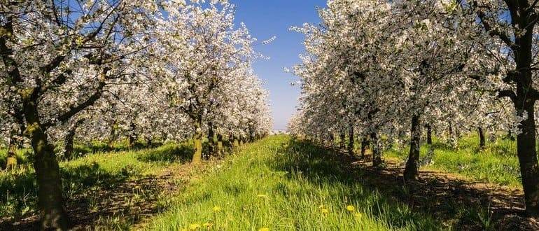Подкормка и удобрение яблонь весной