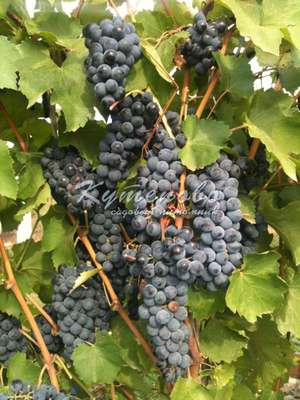 Виноград левокумский: описание сорта его особенностей, отзывы и фото урожая