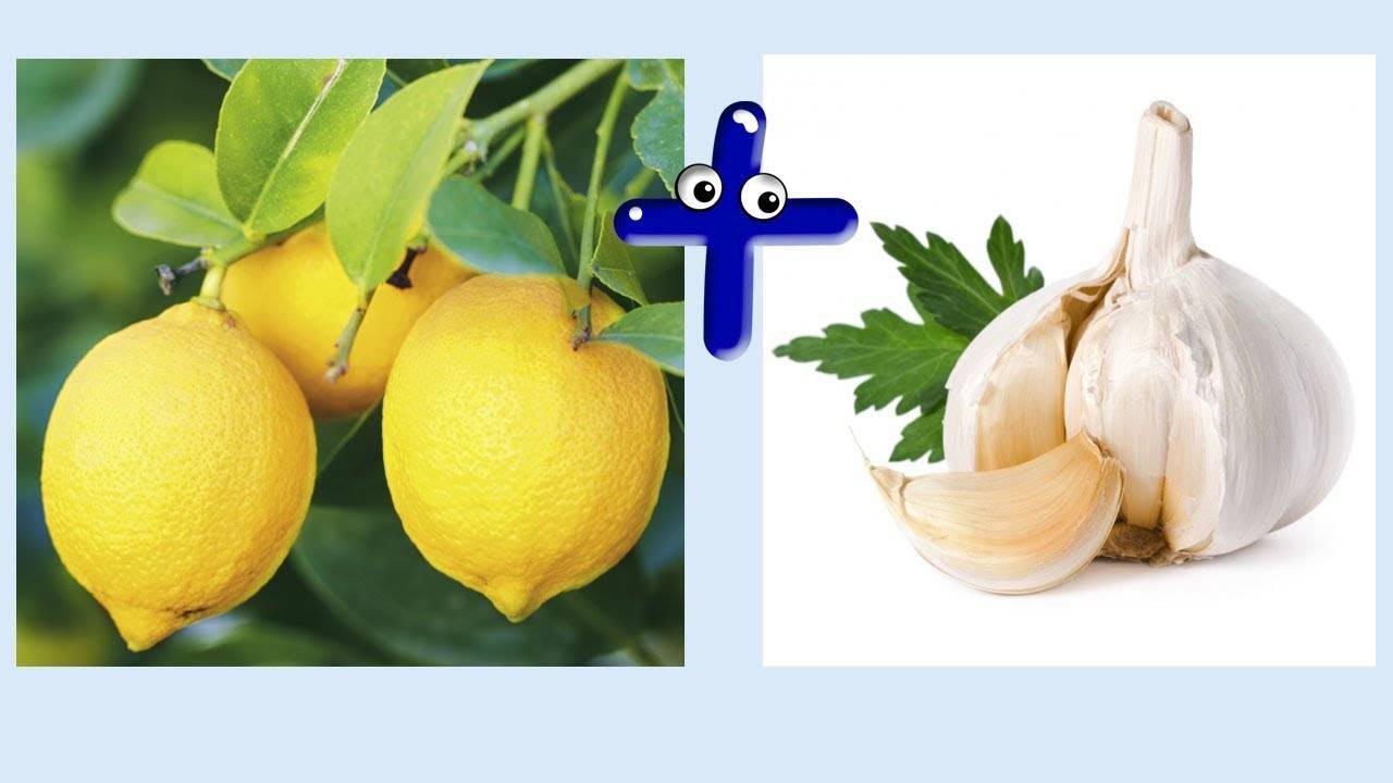 Лимон при атеросклерозе сосудов