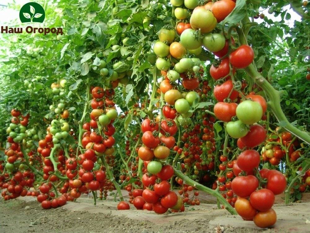 Как подкормить томаты золой: эффективные способы применения