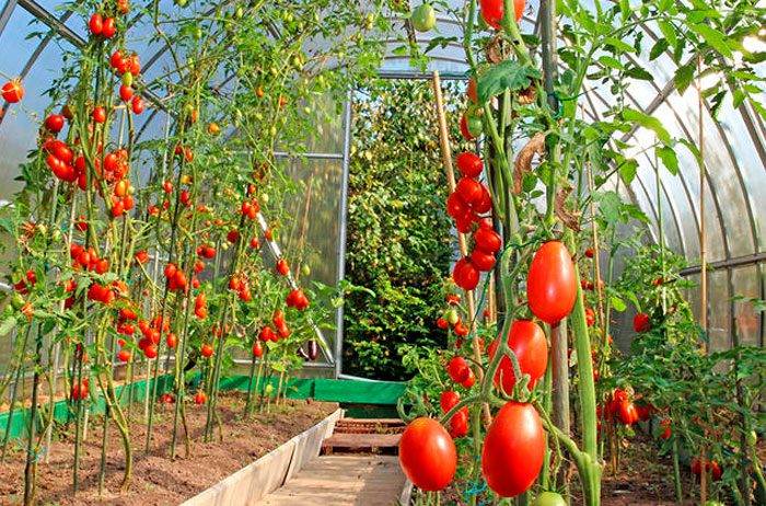 Обрезка листьев у томатов в теплице